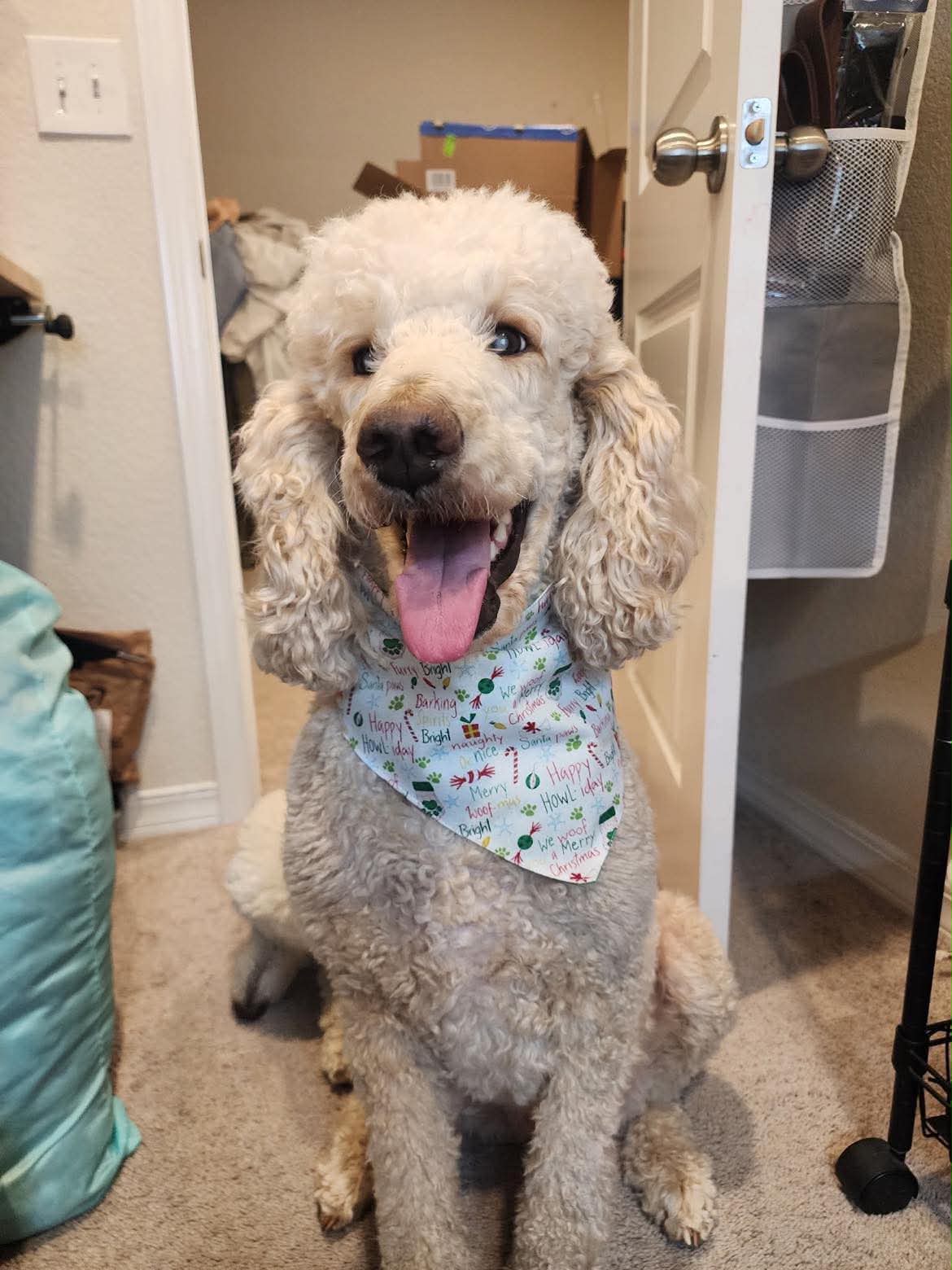 Emma the poodle smiling with her tongue out